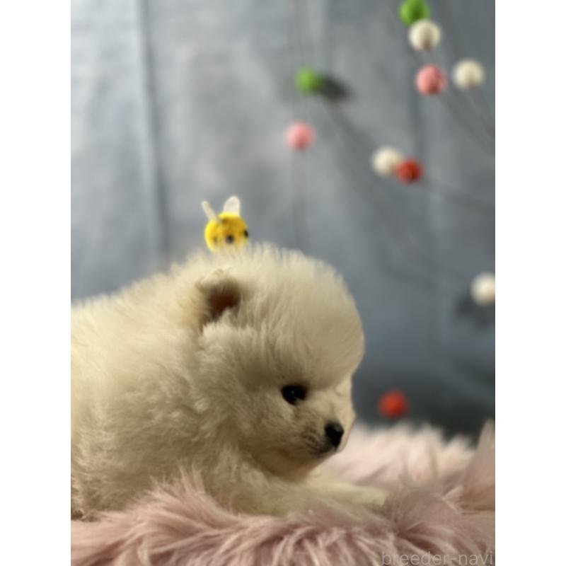 販売中の京都府のポメラニアン-437557の8枚目