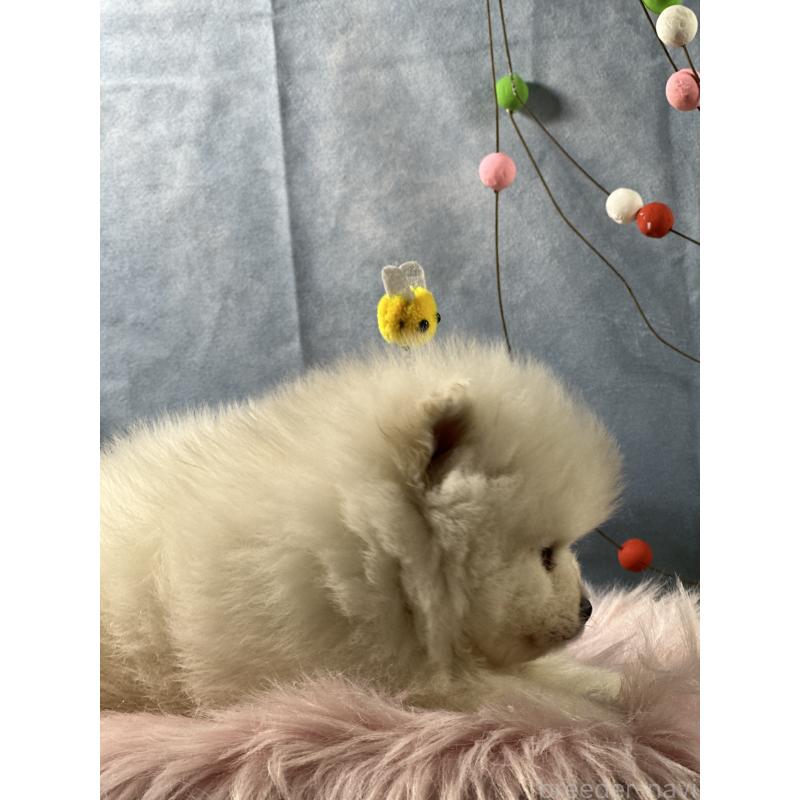 販売中の京都府のポメラニアン-437557の7枚目