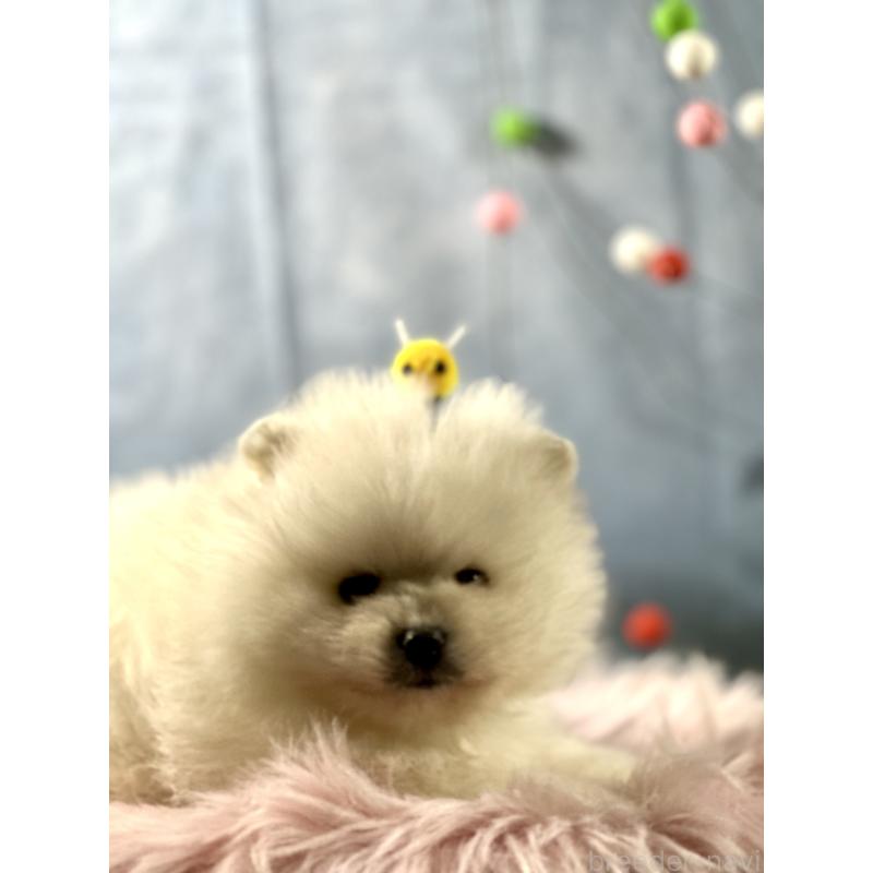 販売中の京都府のポメラニアン-437557の5枚目