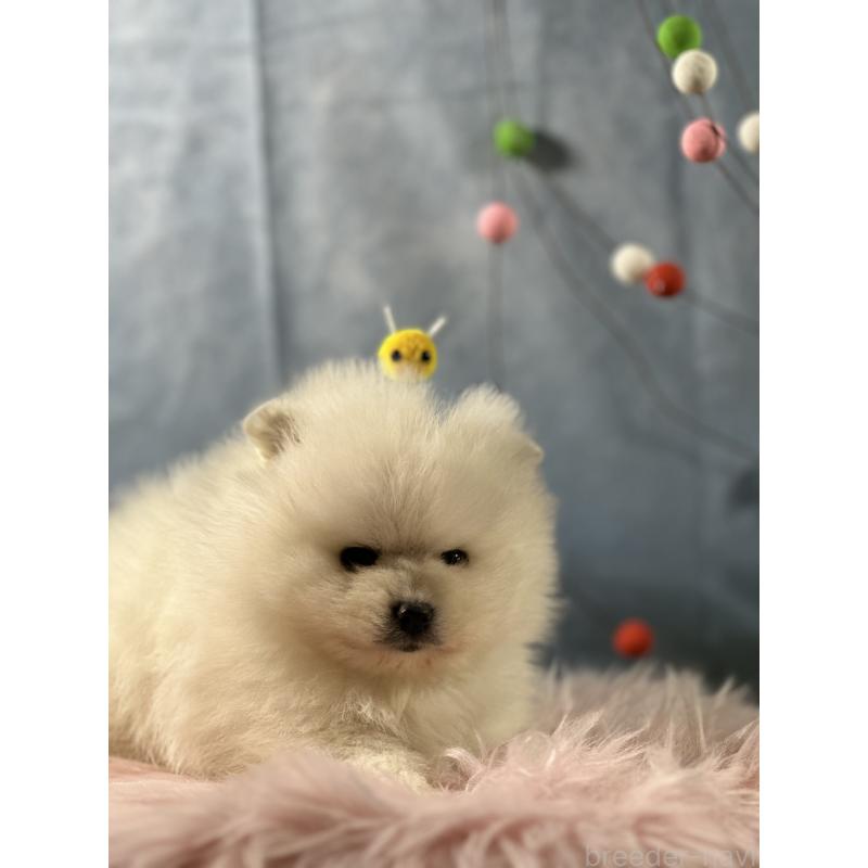 販売中の京都府のポメラニアン-437557の4枚目