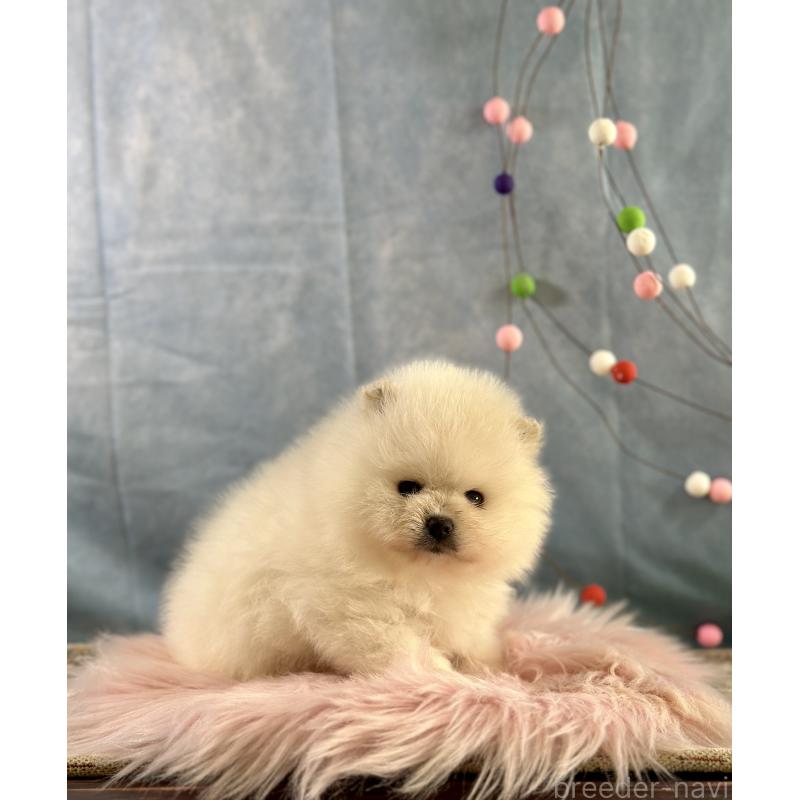 販売中の京都府のポメラニアン-437557の3枚目