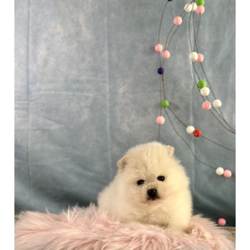 販売中の京都府のポメラニアン-437557の2枚目