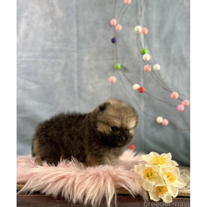 販売中の京都府のポメラニアン-437551の8枚目