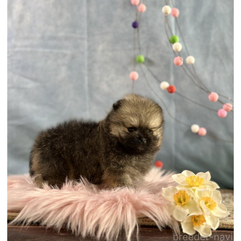 販売中の京都府のポメラニアン-437551の7枚目