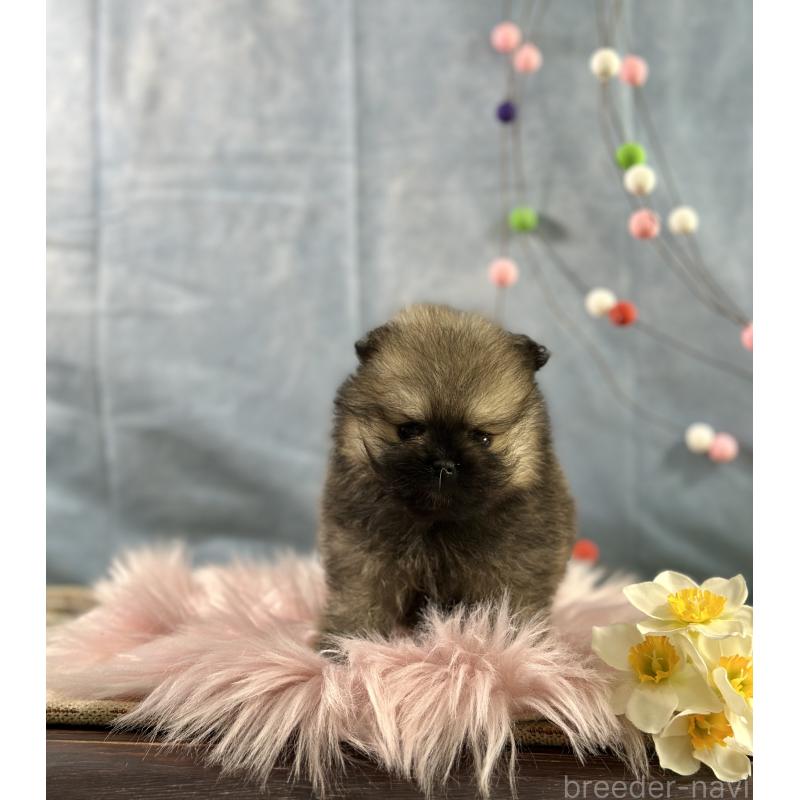 販売中の京都府のポメラニアン-437551の6枚目