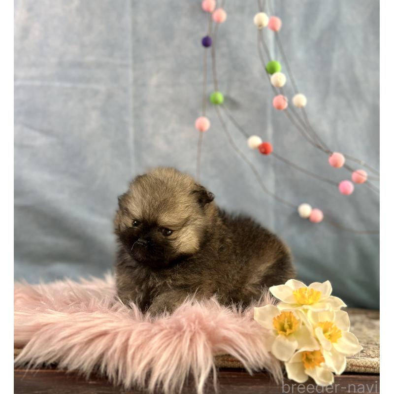 販売中の京都府のポメラニアン-437551の5枚目