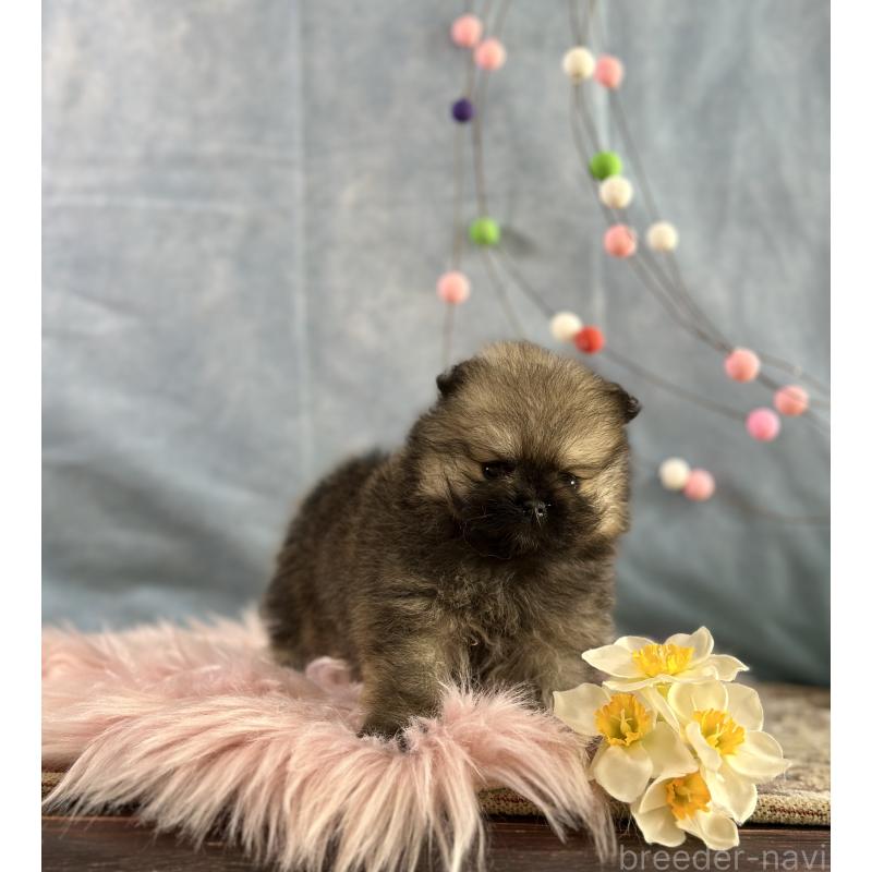 販売中の京都府のポメラニアン-437551の4枚目