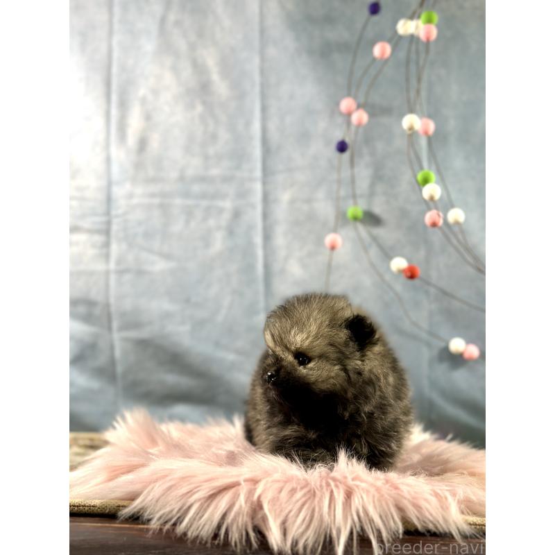 販売中の京都府のポメラニアン-437551の3枚目