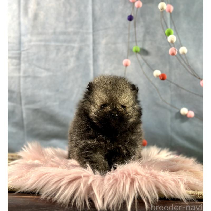 販売中の京都府のポメラニアン-437551の2枚目