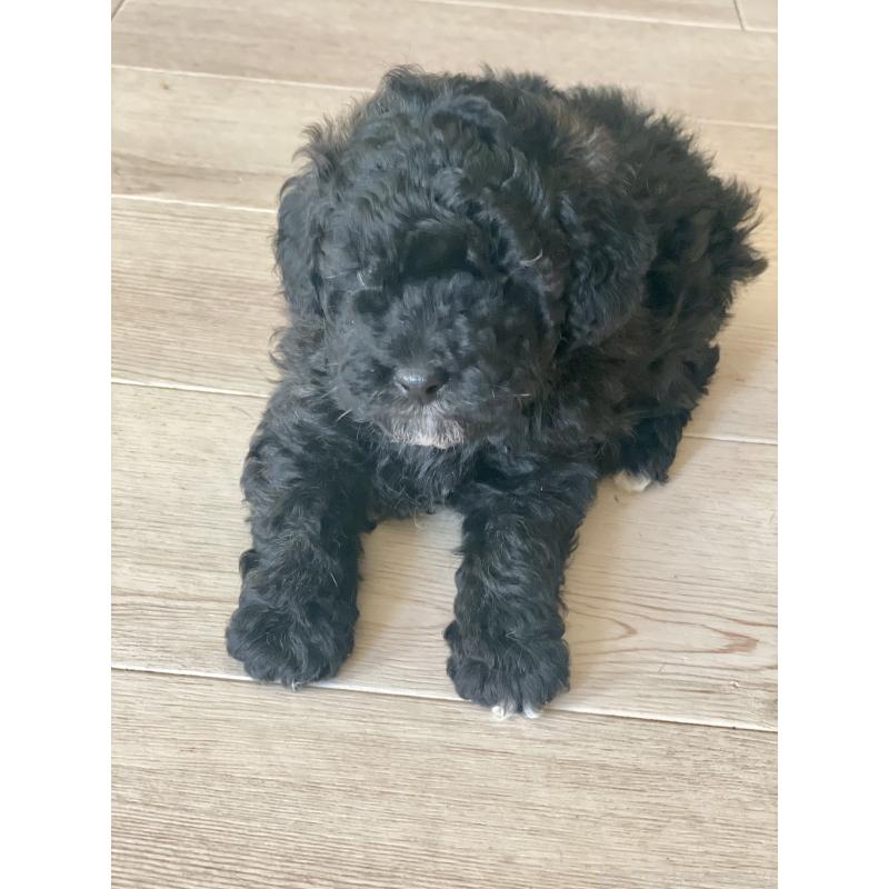 販売中の長崎県のトイプードル-437681の3枚目