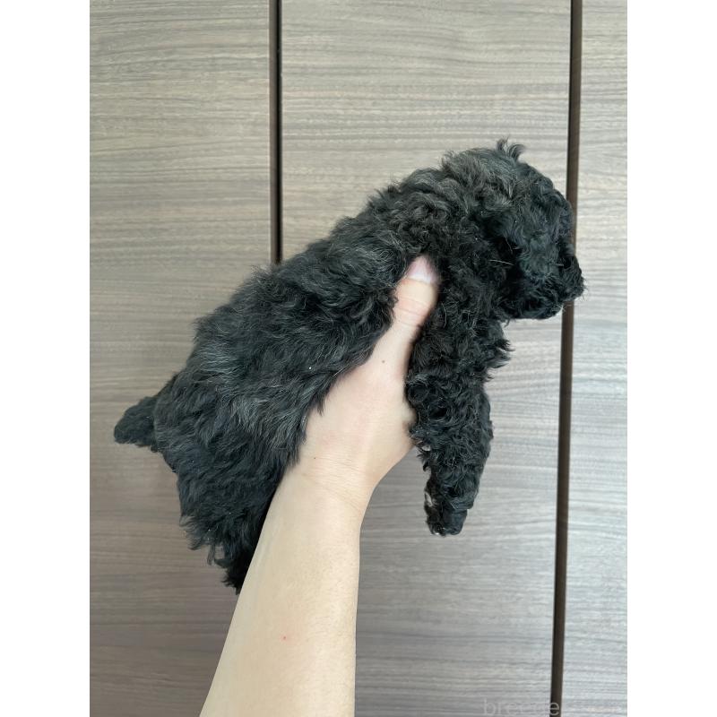 販売中の長崎県のトイプードル-437681の2枚目