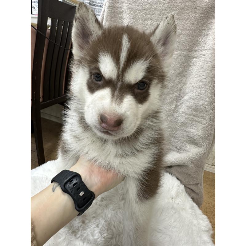 販売中の千葉県のシベリアンハスキー-437680の1枚目