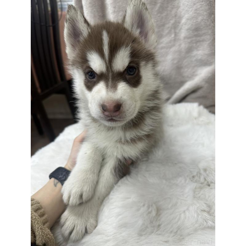 販売中の千葉県のシベリアンハスキー-437680の5枚目