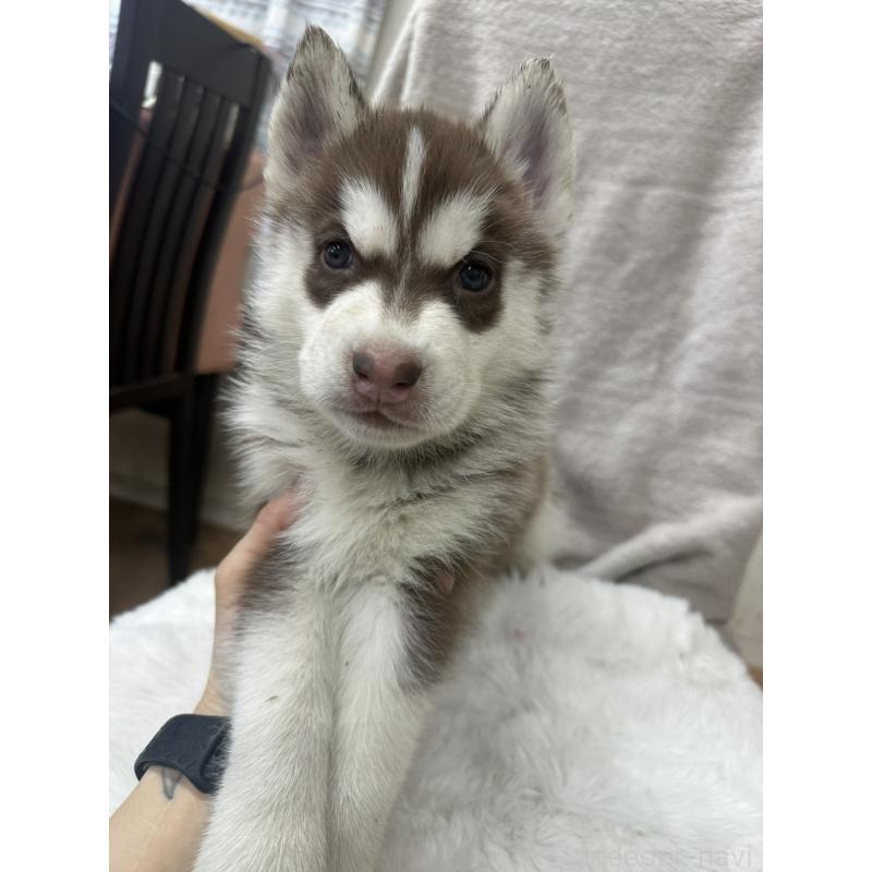 販売中の千葉県のシベリアンハスキー-437680の4枚目