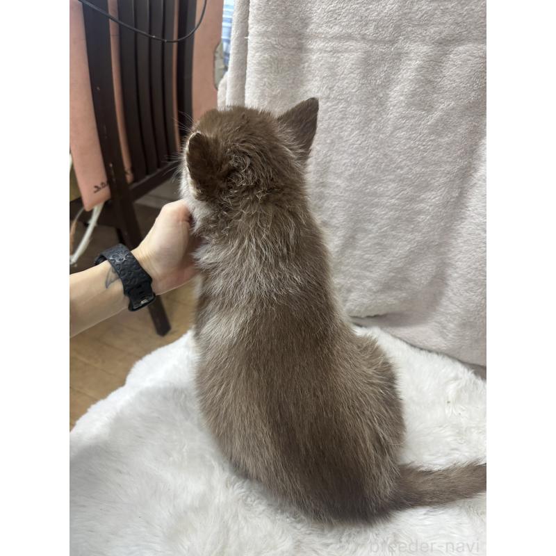 販売中の千葉県のシベリアンハスキー-437680の3枚目