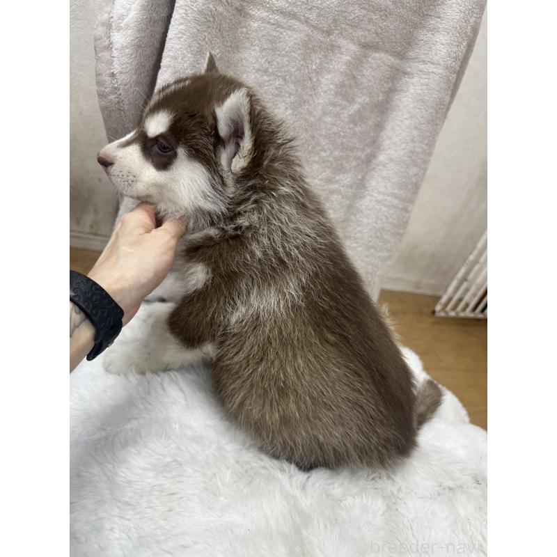 販売中の千葉県のシベリアンハスキー-437680の2枚目