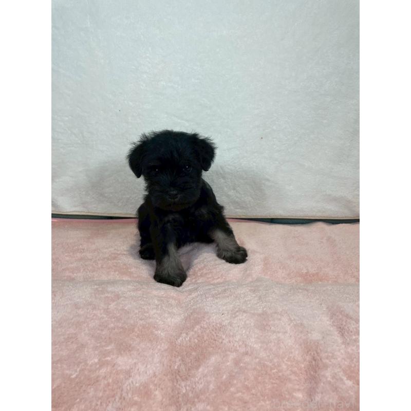 販売中の大阪府のミニチュアシュナウザー-437683の4枚目