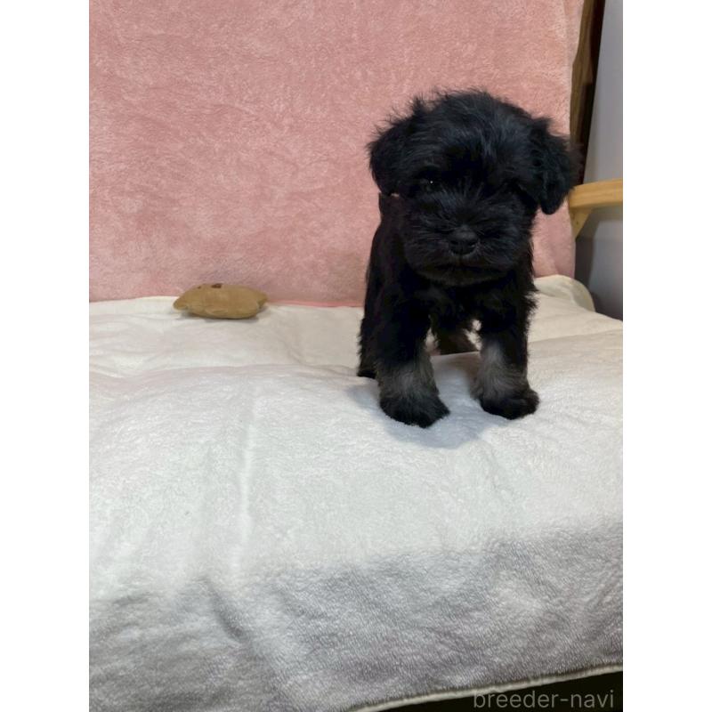 販売中の大阪府のミニチュアシュナウザー-437683の3枚目