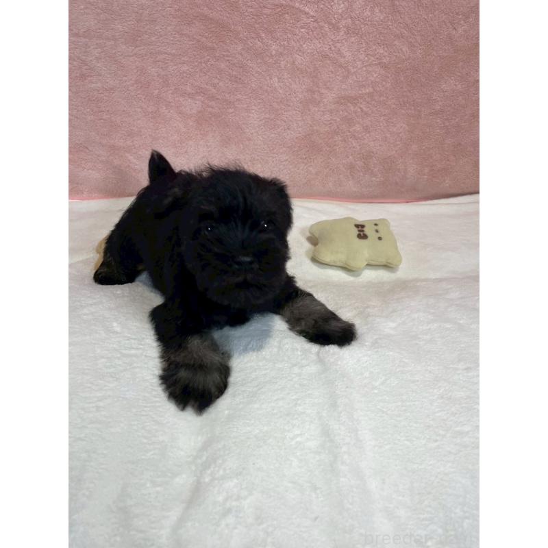 販売中の大阪府のミニチュアシュナウザー-437683の2枚目