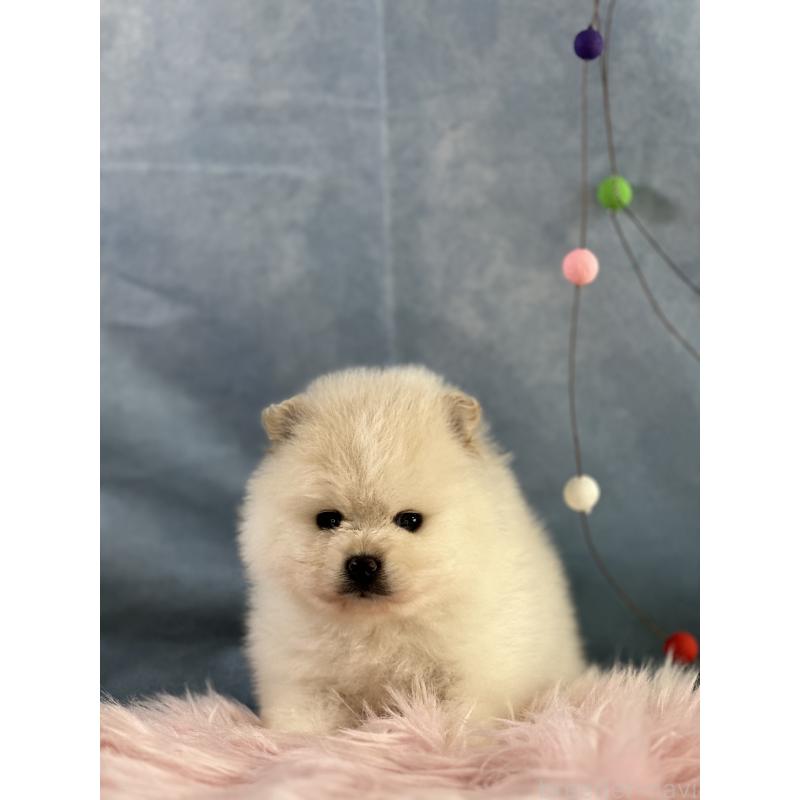販売中の京都府のポメラニアン-437555の9枚目