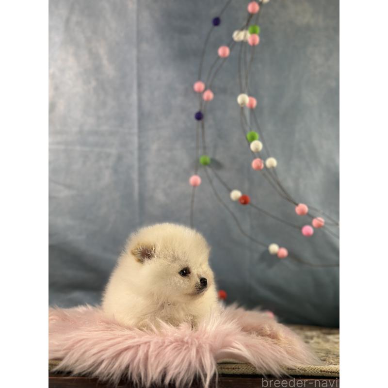 販売中の京都府のポメラニアン-437555の6枚目