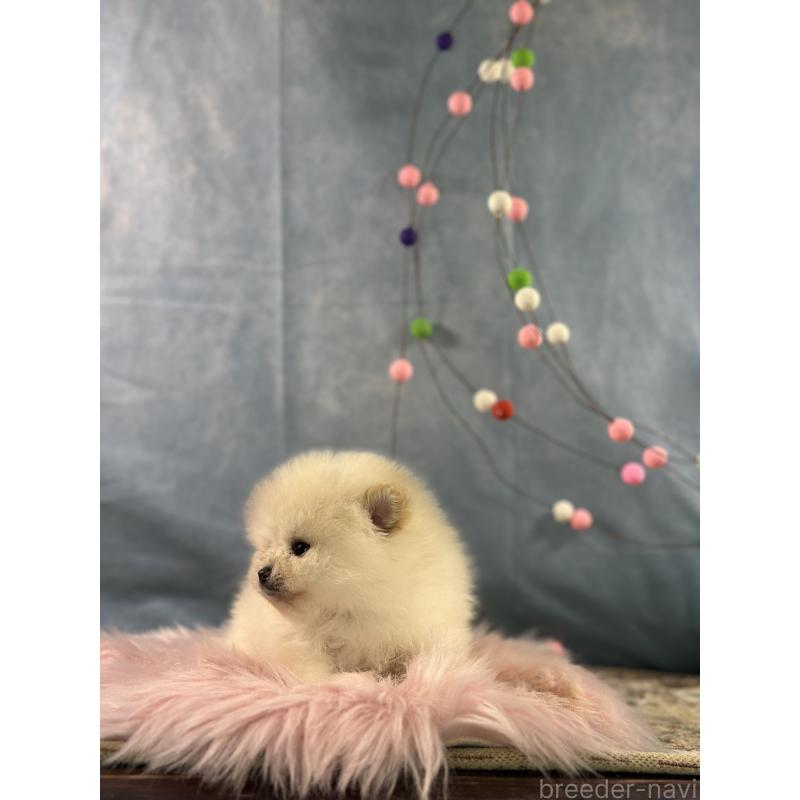 販売中の京都府のポメラニアン-437555の5枚目