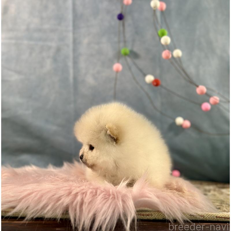 販売中の京都府のポメラニアン-437555の3枚目