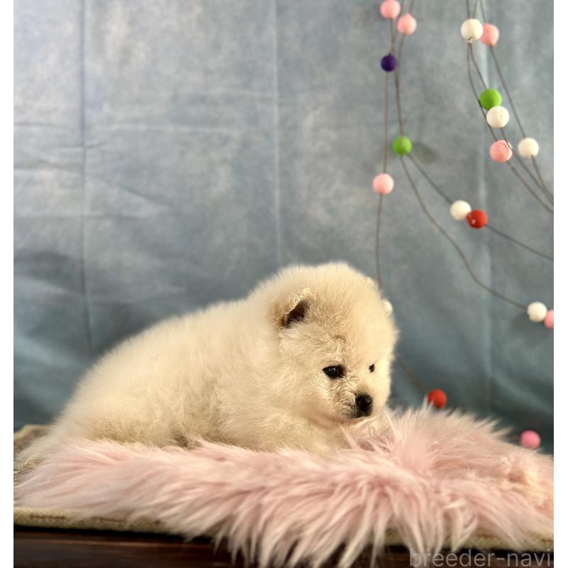 販売中の京都府のポメラニアン-437555の2枚目