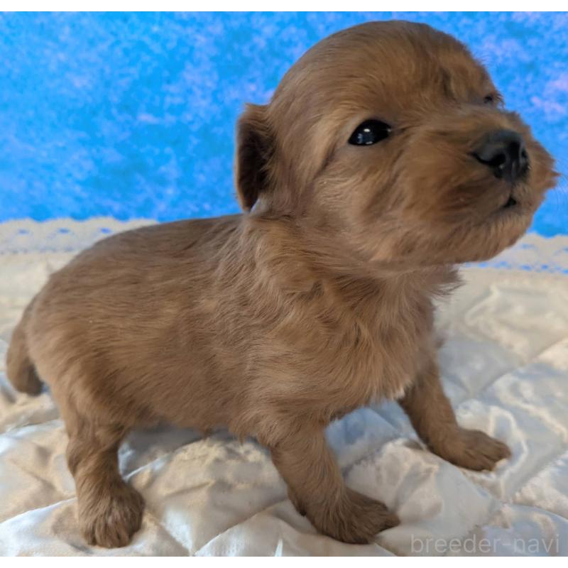 販売中の埼玉県のマルプー:マルチーズ×トイプードル-437684