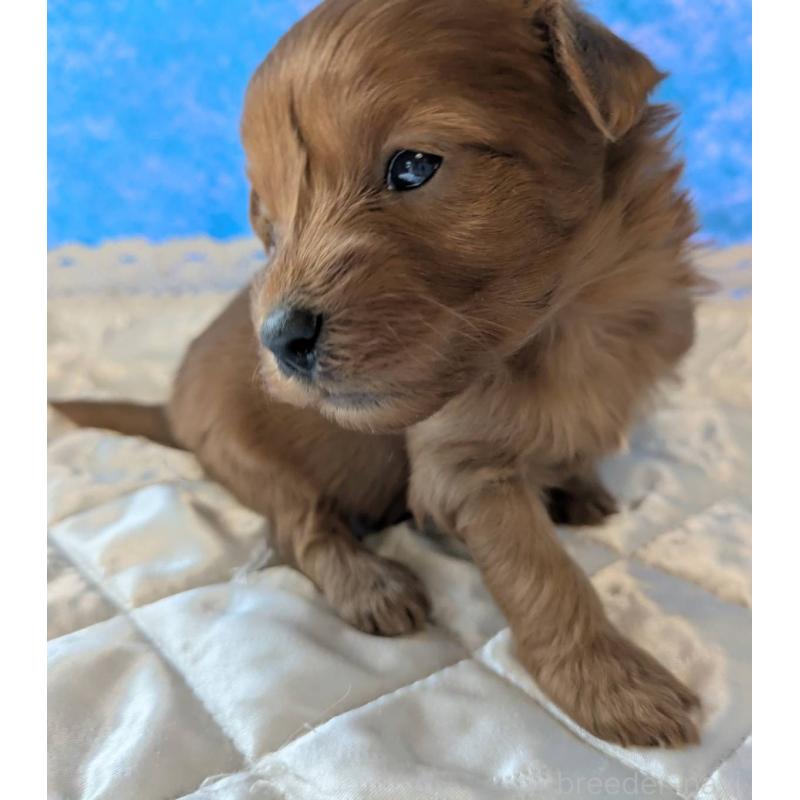 販売中の埼玉県のマルプー:マルチーズ×トイプードル-437684の9枚目