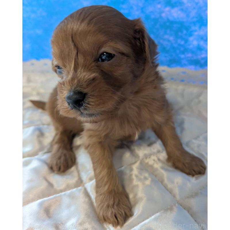 販売中の埼玉県のマルプー:マルチーズ×トイプードル-437684の8枚目