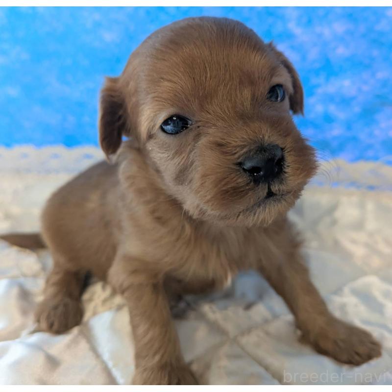 販売中の埼玉県のマルプー:マルチーズ×トイプードル-437684の7枚目