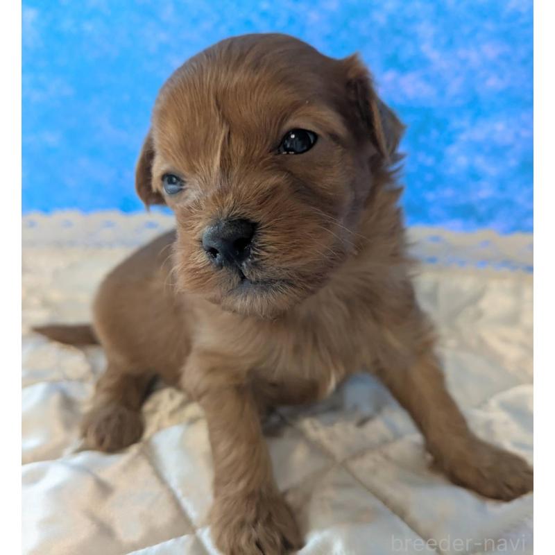 販売中の埼玉県のマルプー:マルチーズ×トイプードル-437684の6枚目