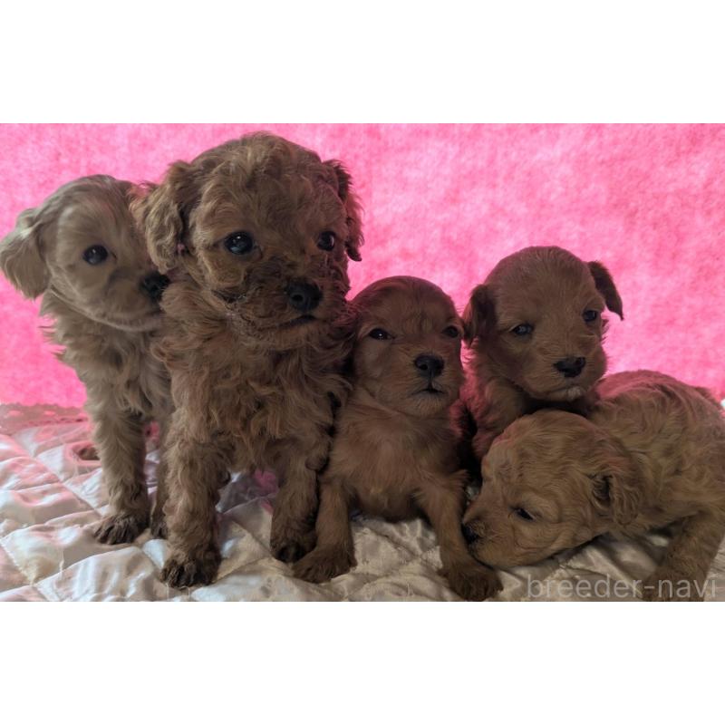 販売中の埼玉県のマルプー:マルチーズ×トイプードル-437684の4枚目