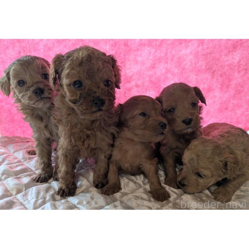 販売中の埼玉県のマルプー:マルチーズ×トイプードル-437684の3枚目