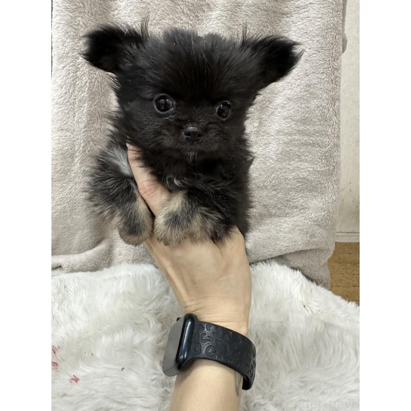 販売中の千葉県のチワワ(ロングコート)-434985の14枚目