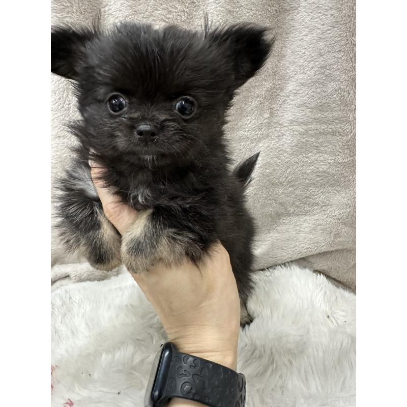 販売中の千葉県のチワワ(ロングコート)-434985の13枚目