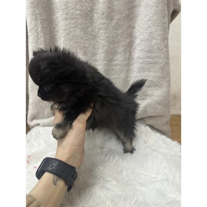 販売中の千葉県のチワワ(ロングコート)-434985の12枚目