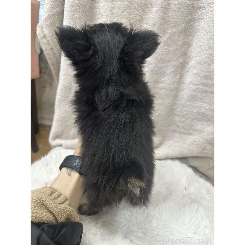 販売中の千葉県のチワワ(ロングコート)-434985の11枚目