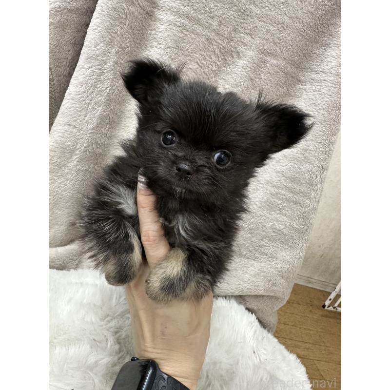 販売中の千葉県のチワワ(ロングコート)-434985