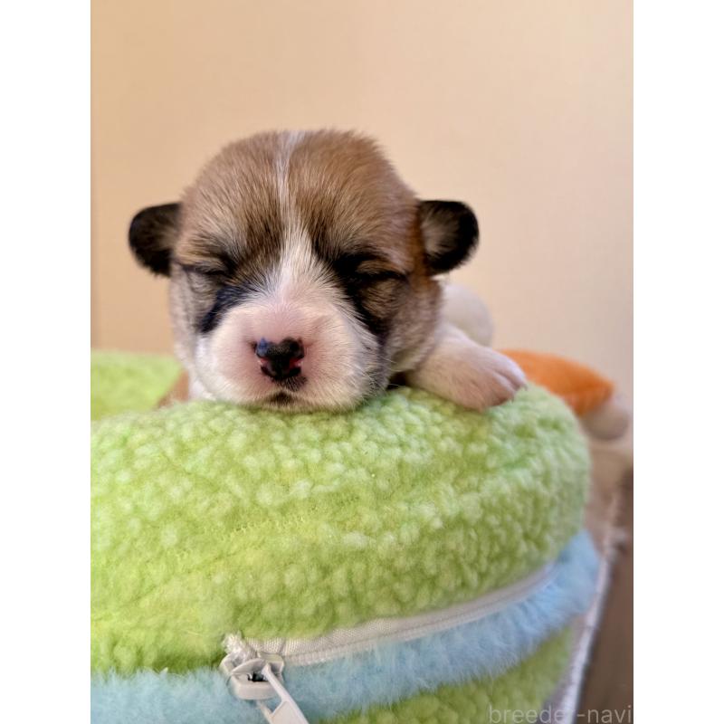 販売中の千葉県のウェルシュコーギーペンブローク-437688の5枚目