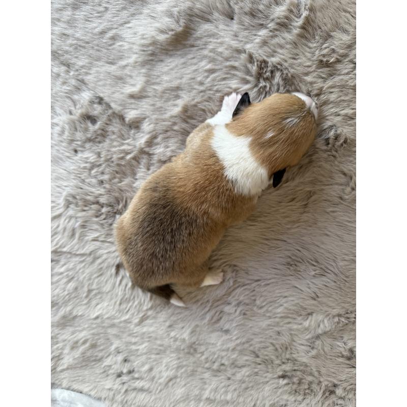 販売中の千葉県のウェルシュコーギーペンブローク-437688の4枚目