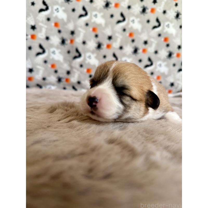 販売中の千葉県のウェルシュコーギーペンブローク-437688の3枚目