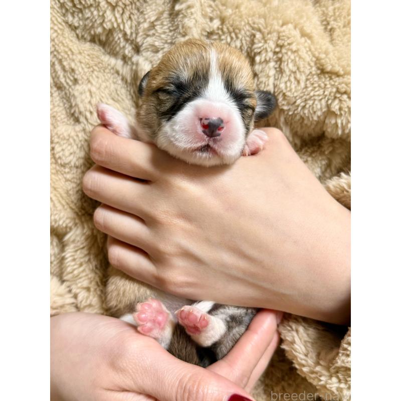 販売中の千葉県のウェルシュコーギーペンブローク-437688の2枚目