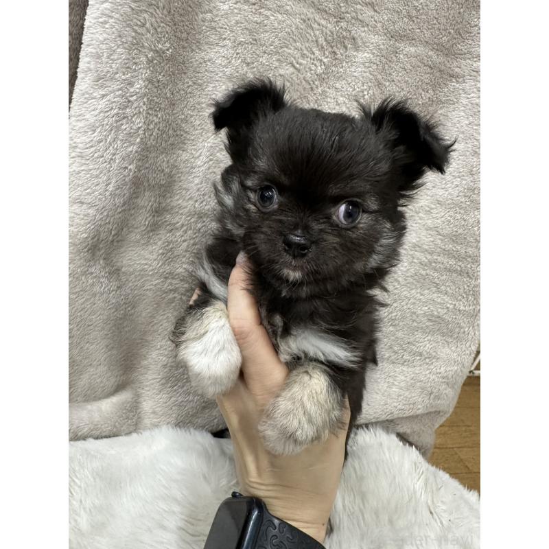 販売中の千葉県のチワワ(ロングコート)-434981の14枚目