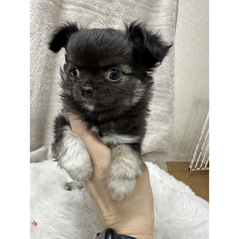 販売中の千葉県のチワワ(ロングコート)-434981の12枚目