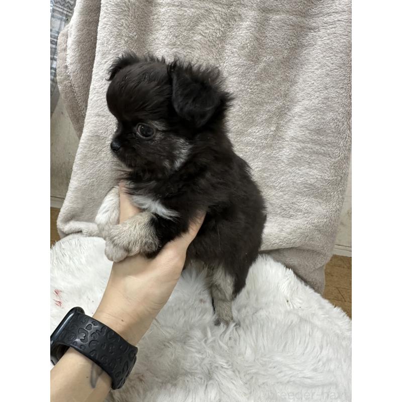 販売中の千葉県のチワワ(ロングコート)-434981の11枚目