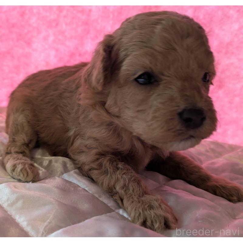 販売中の埼玉県のマルプー:マルチーズ×トイプードル-437690