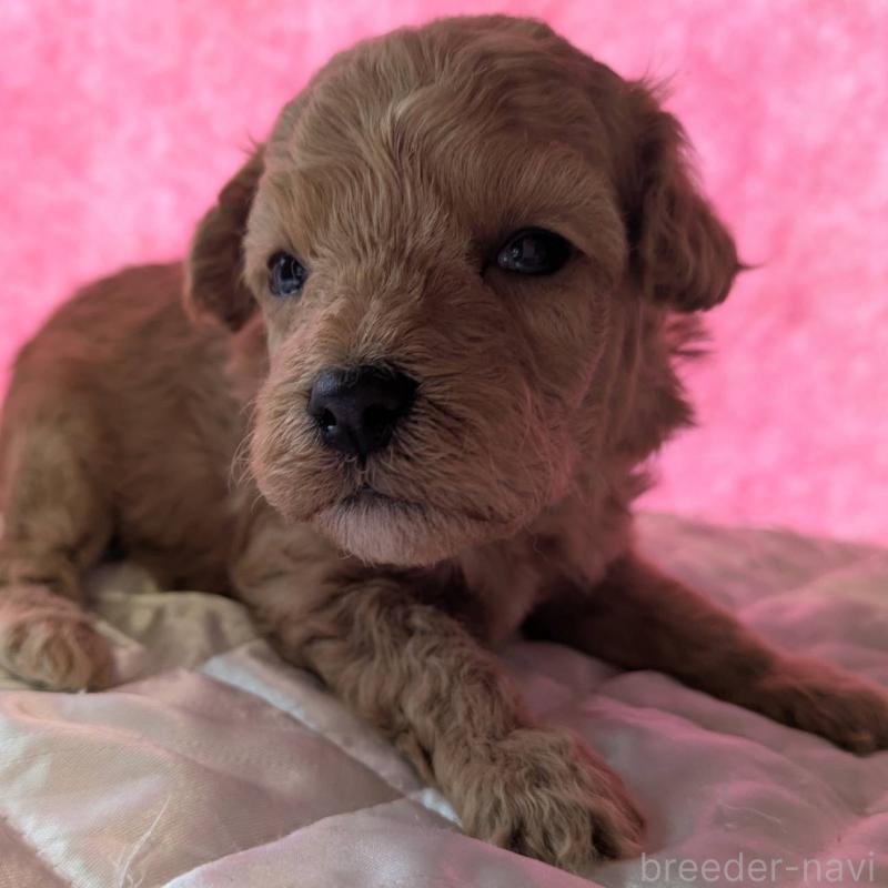 販売中の埼玉県のマルプー:マルチーズ×トイプードル-437690の10枚目