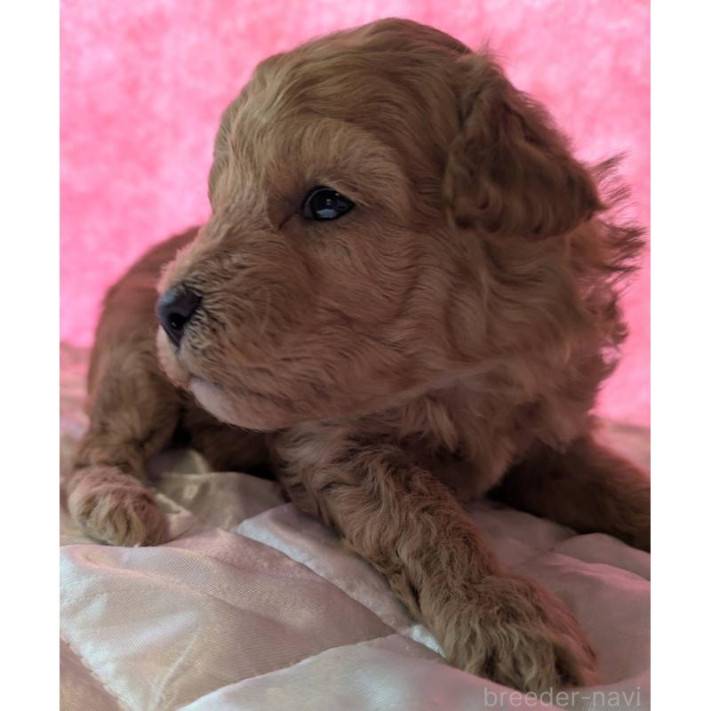 販売中の埼玉県のマルプー:マルチーズ×トイプードル-437690の9枚目